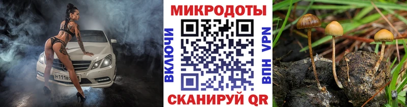 kraken Гусиноозёрск Псилоцибиновые грибы мицелий